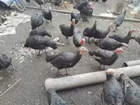 Turkeys — photo 1