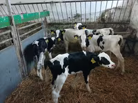 Bovinos (lote, sexo não especificado), Russian Black pied cattle — foto 3