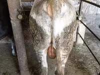 Bulle, Swiss cattle — Foto 8