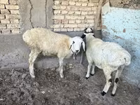 Qoç, Qoyunlar — foto 3