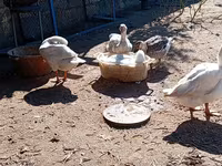 Geese — Foto 1