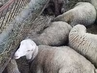 Sheep, Sheep — photo 1