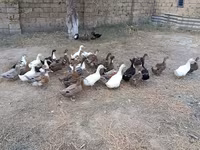 Ducks — photo 3
