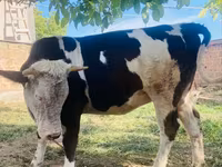 Kuh, Simmental cattle — Foto 3