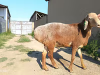 Qoç, Agin sheep — foto 5