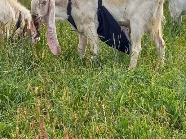 Kozel, Gulabi goats