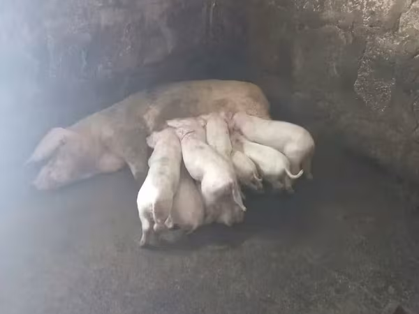 Säue, Ландрас