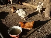 婆罗门鸡 — 照片 3