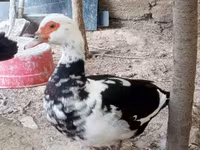 Domestic Muscovy — photo 2
