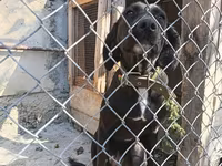 Labrador Retriever, Dişi cinsidir, 8-9 aylıqdı, baxmağa vaxt yoxdu — 照片 3