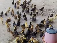 Ducks — foto 1