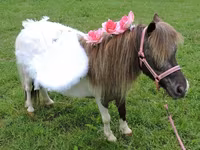 Madyan, Miniature horse — foto 7