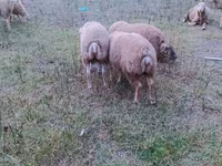 绵羊（批次，未指定性别）, Sheep — 照片 5