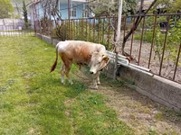 Buğa, Mal-qara — foto 8