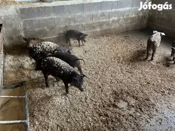 Knur, Мангалица