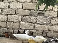 Domestic Muscovy — photo 5