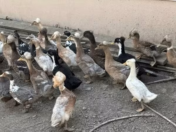 Ducks