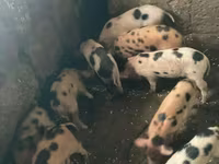 Eber, Schweine — Foto 6