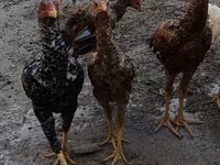 Chickens — foto 4