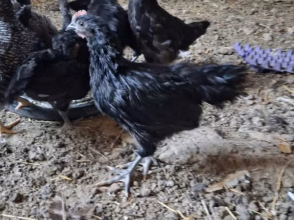 Gallo de pelea de fosa australiano