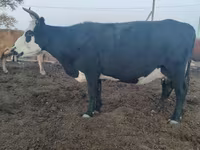 Cow, Cattle — photo 2