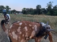 Ziegenbock, Nubian Goat — Foto 2