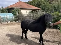Kůň, Welsh Cob — foto 1