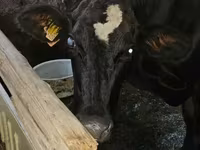 Bulle, Holstein-Rasse — Foto 3