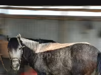 At, Azerbaijan horse — foto 1