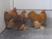 Pekin Bantam — foto 4