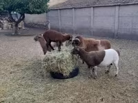 Baran, Cameroon sheep — zdjęcie 6