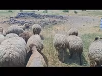 Sheep, Sheep — photo 6
