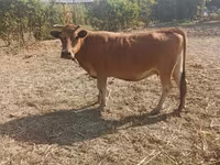 母牛, Cattle — 照片 1