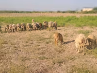 Ram, Sheep — photo 3