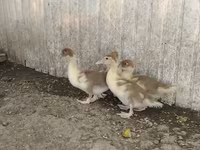Ducks — Foto 1
