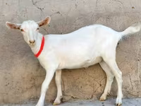 Cabra, Saanen goat — foto 3