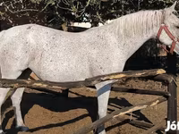 घोड़ी, Lipizzaner — फ़ोटो 3