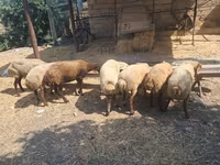 Sheep, Sheep — photo 1