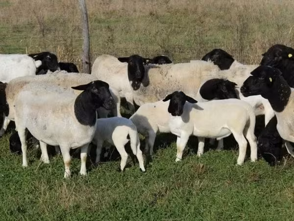 Вівці (партія, стать не вказано), Dorper sheep