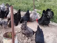 Australorp — foto 3