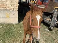 At, Chilean horse — foto 2
