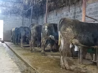 Bull, Cattle — photo 3