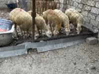 Sheep, Sheep — photo 3