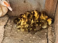Ducks — الصورة 7