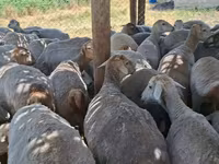 Sheep, Sheep — photo 4