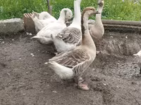 Geese — foto 2