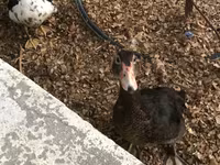 Ducks — 照片 5
