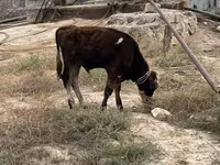 Bull, Cattle — photo 1