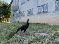 Chickens — 照片 3