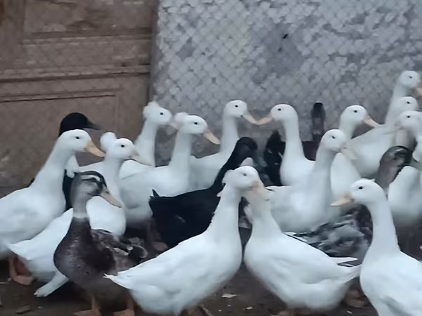 German Pekin — Azerbaijan